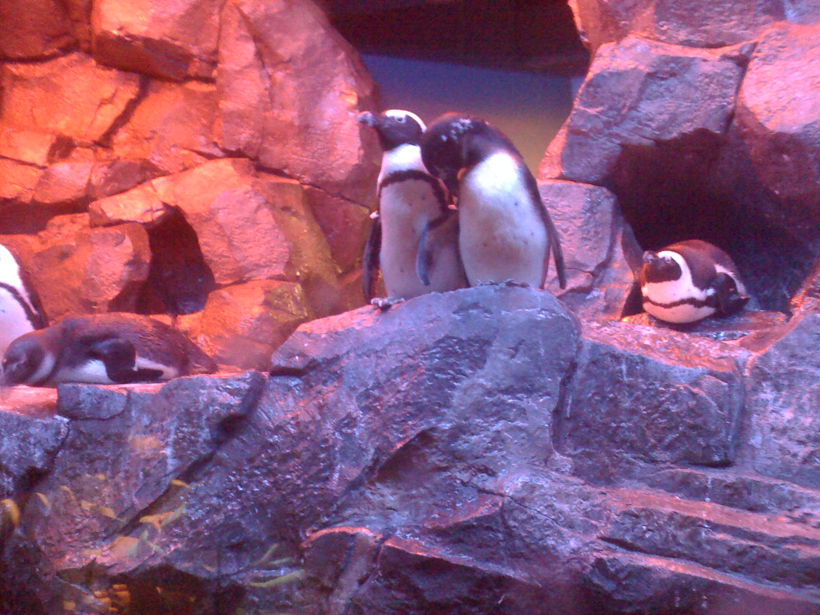 Penguins holding hands