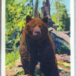 August 8th Postcard - Yellowstone Bear